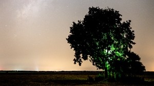 träd, natt, stjärnhimmel, slätt, landskap