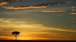 baum, umrisse, abend, wolken, einsam, horizont