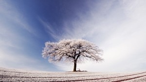 träd, ensamt, rimfrost, fält, frost