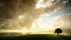 albero, solitario, prato, erba, cielo, nuvole, luce