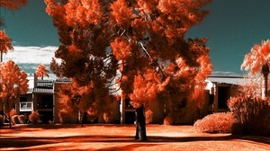 tree, autumn, photoshop, bright, grass - wallpapers, picture