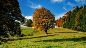 树，秋天，森林，田园诗