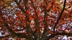 树，秋天，树叶，干燥