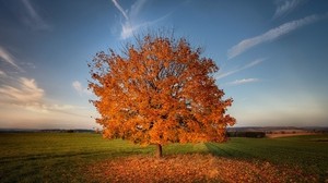 tree, autumn, field, grass - wallpaper, background, image
