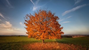 tree, autumn, field, grass - wallpapers, picture