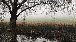tree, autumn, fog, river, foliage, fallen, melancholy