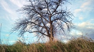 tree, autumn, wind, grass, sky