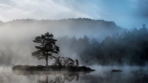 tree, islet, body of water, fog, mysterious