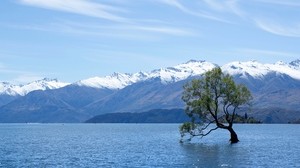 树，湖，山脉，瓦纳卡，新西兰