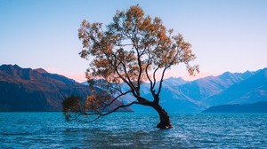 tree, lake, lonely, wanaka, new zealand - wallpapers, picture