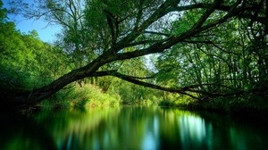 tree, lake, water, surface, surface, slope - wallpapers, picture