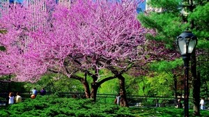 tree, park, city, flowers