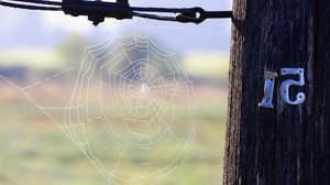 tree, spider web, number, 51, throne - wallpapers, picture