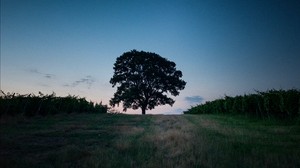tree, landscape, twilight, evening, dark - wallpapers, picture
