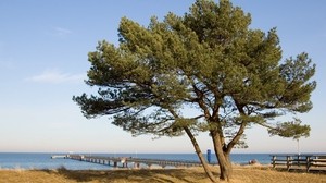 tree, pier, sea, coast, the fence, autumn