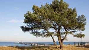 árbol, muelle, mar, costa, la cerca, otoño