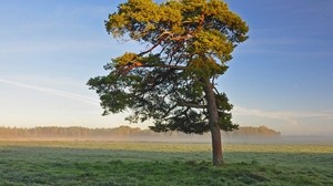 tree, field, crown, light, lonely, morning - wallpapers, picture