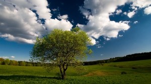 tree, field, clouds, sky, meadow, grass - wallpapers, picture