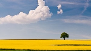 tree, field, cloud, yellow, green, sky, lonely, simplicity