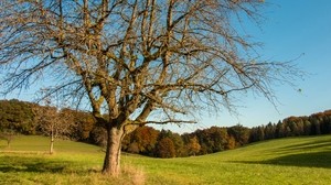 tree, field, grass, autumn