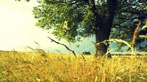 tree, field, grass, rye, ears, summer, colors, paints