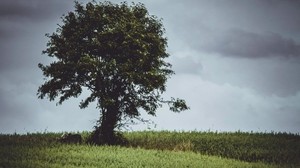 tree, glade, grass, clouds - wallpapers, picture
