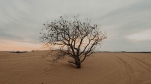tree, desert, sand, dry, lonely