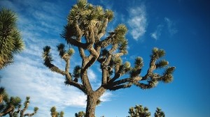 albero, deserto, spine, nano, cielo, nuvole