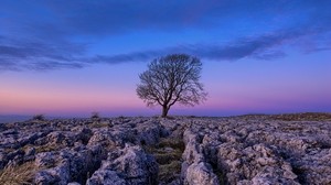 tree, dawn, stones, sky