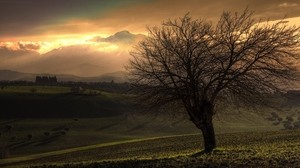 tree, dawn, field, plain