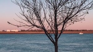 tree, river, moon, coast, landscape - wallpapers, picture