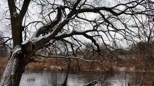 tree, river, snow, winter