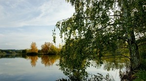 árbol, río, hierba, verano