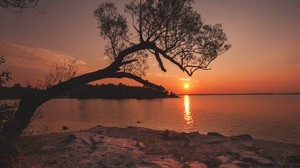 árbol, río, puesta de sol, orilla