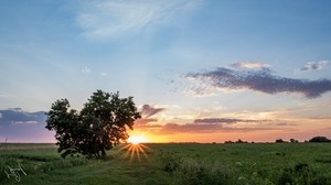 tree, heart, sunset, field