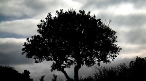tree, silhouette, night, clouds, grass