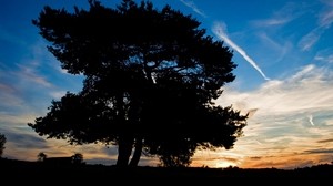 tree, silhouette, twilight, evening, sky, plane, trail