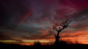 albero, sagoma, tramonto, cielo, notte