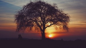 tree, silhouettes, sunset, sky, horizon, idyll