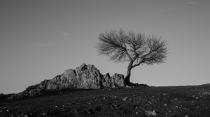 puu, rock, mustavalkoinen (bw), minimalismi