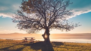 wood, bench, table, light