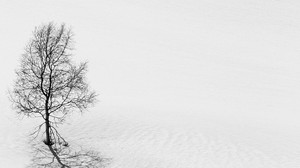 木、雪、ミニマリズム、黒と白、冬