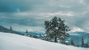 tree, snow, winter - wallpapers, picture