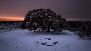 albero, neve, inverno, notte, nevoso, cielo