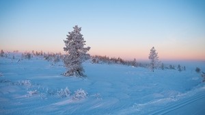 tree, snow, winter, frost, frost