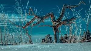 träd, snö, vinter, grenar, himmel