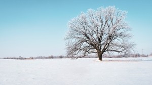tree, snow, winter, snowy, sky, horizon