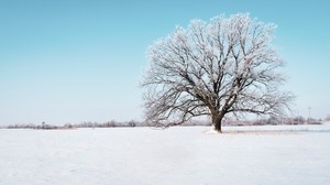 树，雪，冬天，下雪，天空，地平线