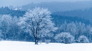árbol, nieve, invierno, bosque
