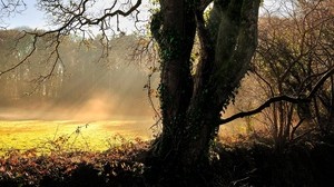 tree, the sun, dawn, rays, ivy, trunk, glade
